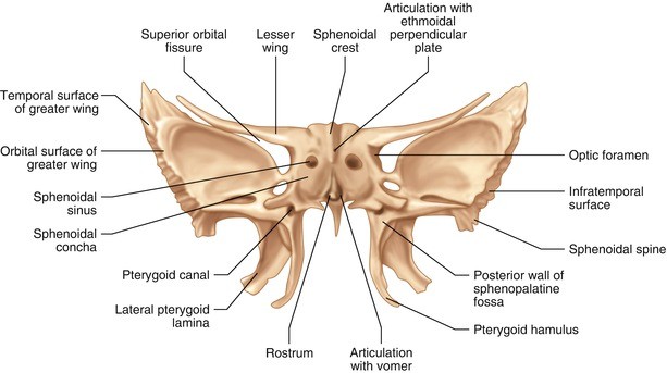 Anatomy of the Head and Neck | SpringerLink