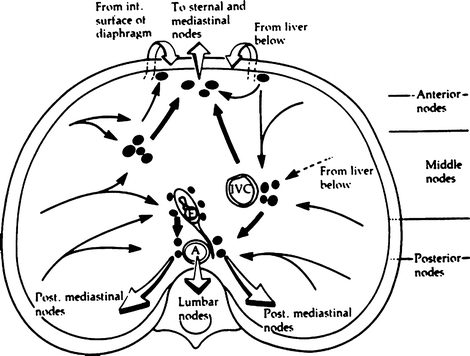 Metasternal Process Diaphragm | SpringerLink