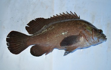 Mangrove Fauna of Asia  SpringerLink