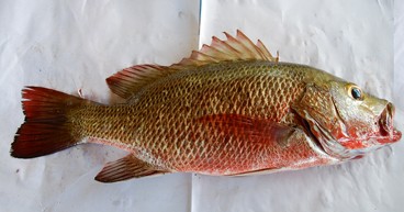 Mangrove Fauna of Asia  SpringerLink