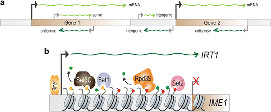 Transcription Through Chromatin Springerlink