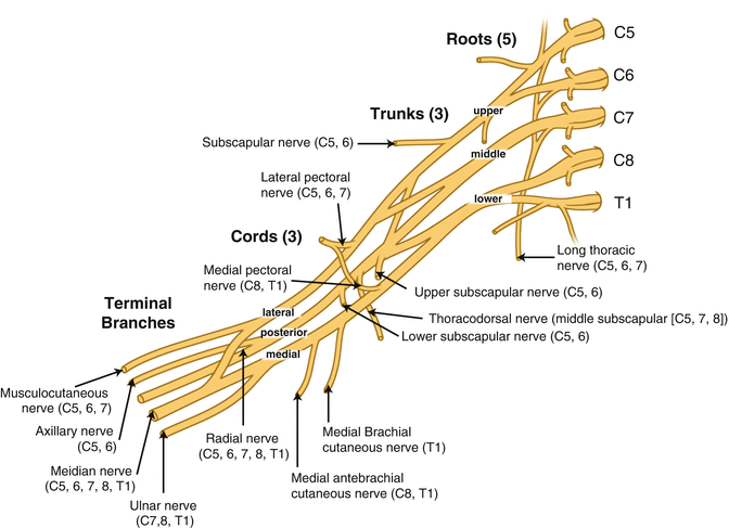 anatomy of intraoperative monitoring springerlink