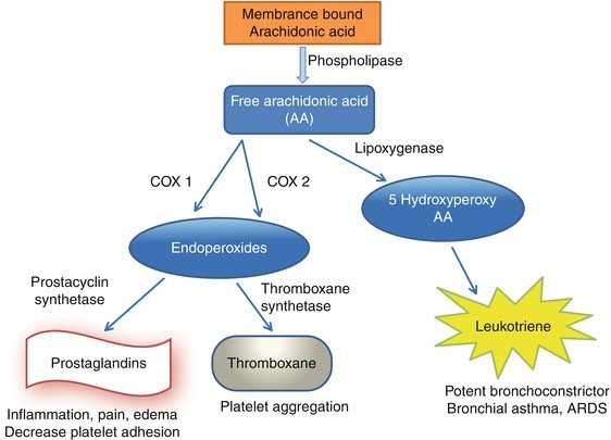 Antipyretics: Acetaminophen, Arachidonic Acid Agents, and ... nsaid pathway diagram 