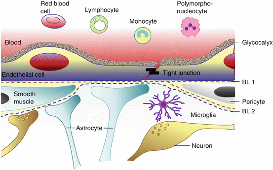Anatomy and Physiology of the BloodBrain Barriers Biology Diagrams