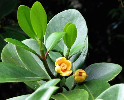 Botanical Inventory Springerlink