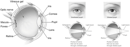Eye Tracking: A Brief Introduction | SpringerLink