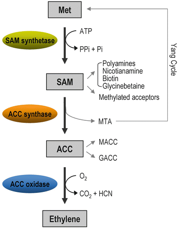 Roles Of Ethylene In Plant Growth And Responses To Stresses Springerlink Roles Of Ethylene In Plant Growth And Responses To Stresses Springerlink