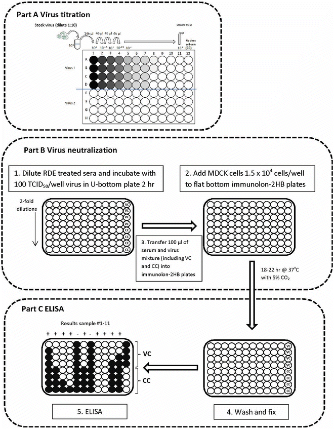 Microneutralization Assay for Swine Influenza Virus in Swine Serum SpringerLink