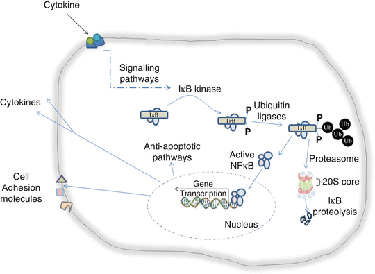Assessment Of Cytokine Modulated Proteasome Activity - 