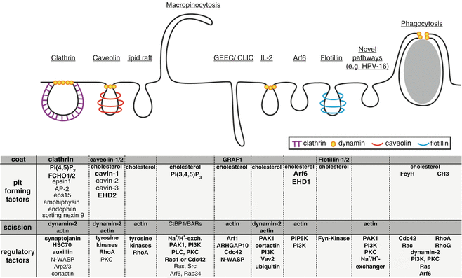 Systematic Analysis Of Endocytosis By Cellular Perturbations Springerlink Systematic Analysis Of Endocytosis By Cellular Perturbations Springerlink