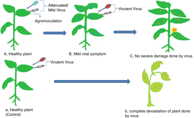 The Role Of Small Rnas In Vaccination Springerlink