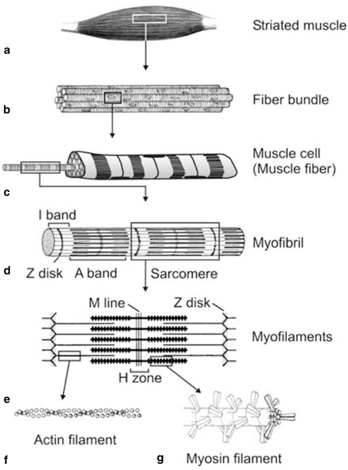 Correctly label the following features of the muscle filament.