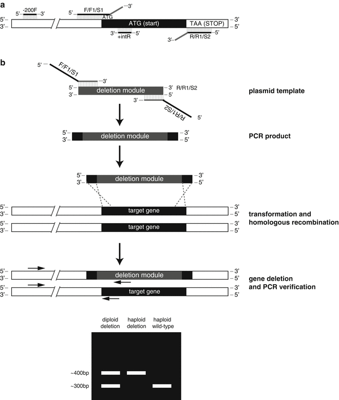 Manipulating the Yeast Genome Deletion, Mutation, and Tagging by PCR