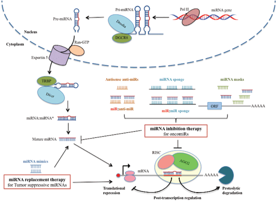 MicroRNAs as Therapeutic Targets | SpringerLink