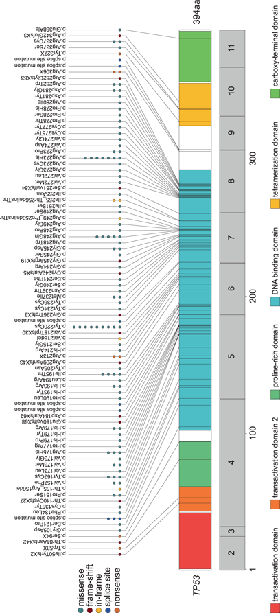 TP53 Mutations in Acute Myeloid Leukemia | SpringerLink