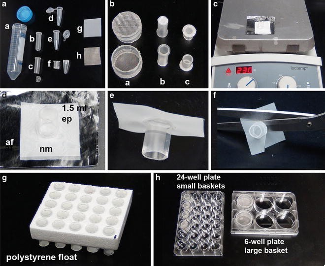 In Situ Hybridization on WholeMount Zebrafish Embryos and Young Larvae SpringerLink