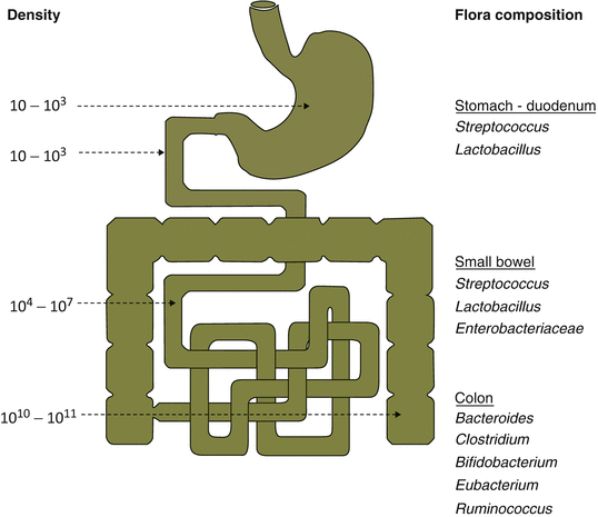 intestinal bacterial overgrowth