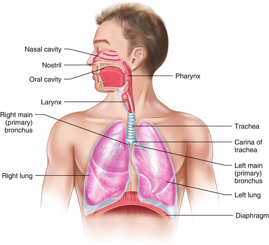 Drag each label to the appropriate location on this diagram of the human respiratory system.