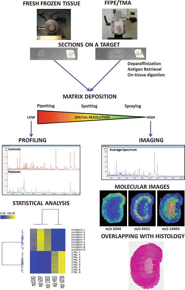 MALDIImaging Mass Spectrometry on Tissues SpringerLink