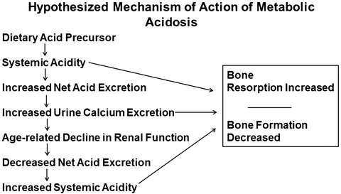 Acid Base Balance And Bone Health Springerlink