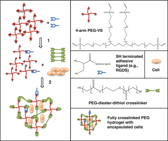 Hydrolytically Degradable Polyethylene Glycol (PEG) Hydrogel Synthesis