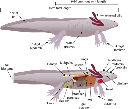 Housing And Maintenance Of Ambystoma Mexicanum The Mexican Axolotl Springerlink