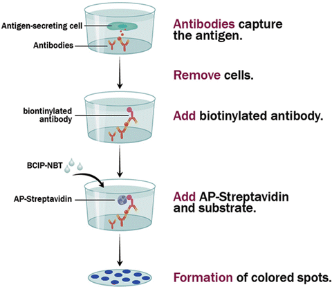 Membrane Microplates For One And Two Color Elispot And