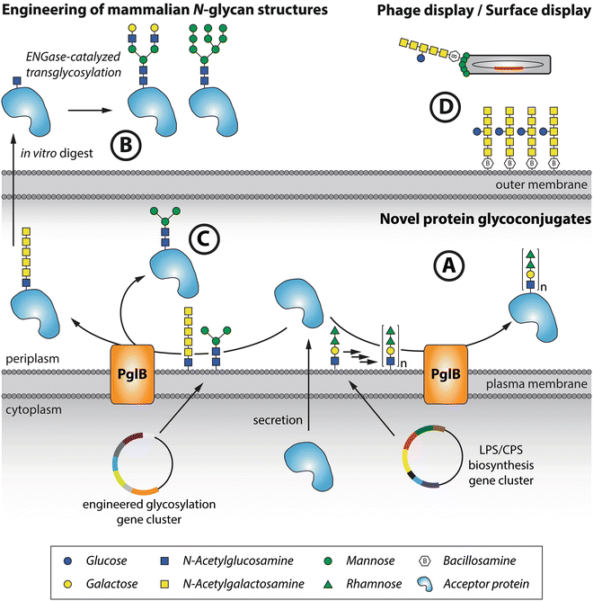 Current Approaches to Engineering NLinked Protein Glycosylation in