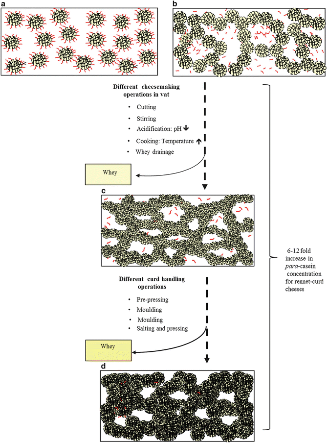 Protein in Cheese and Cheese Products StructureFunction Relationships SpringerLink