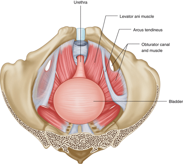 Мышцы тазового дна у женщин анатомия фото схема
