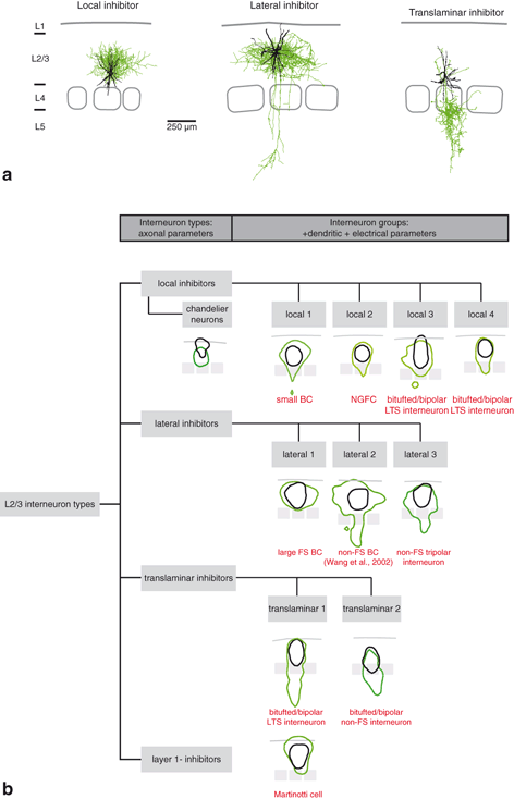 Synaptic Microcircuits In The Barrel Cortex Springerlink Open Image In New Window
