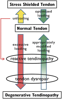 Mechanical Properties of Ligament and Tendon | SpringerLink