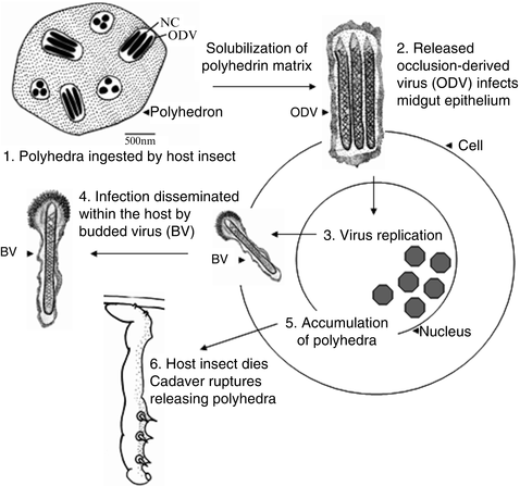 Introduction To The Use Of Baculoviruses As Biological - 