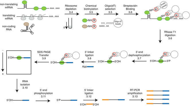 Mapping the Transcriptome-Wide Landscape of RBP Binding Sites Using ...