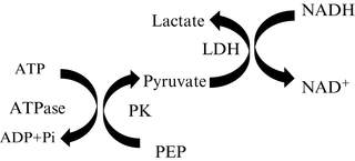 Atpase Activity Measurements By An Enzyme Coupled Spectrophotometric Assay Springerlink