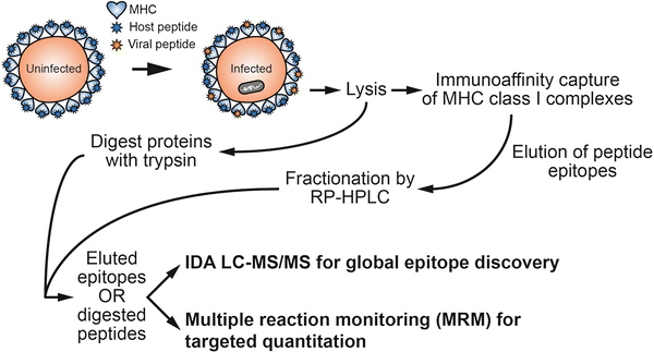 A Systems Approach to Understand Antigen Presentation and the Immune