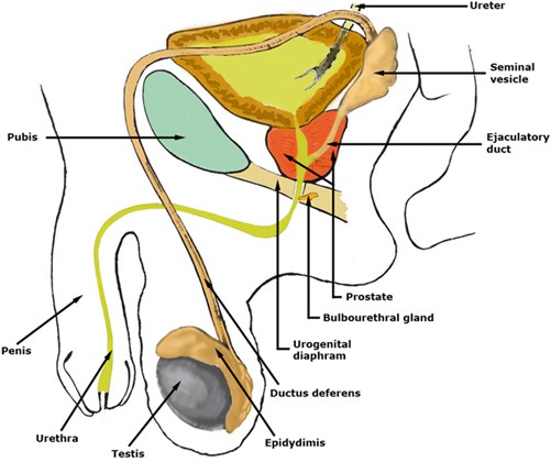 Overview of the Male Reproductive System | SpringerLink