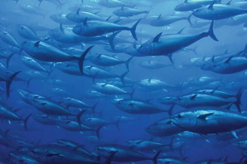 SALE “Juvenile Bluefin Tuna” Lure.Sub Surface Casting to Giants!