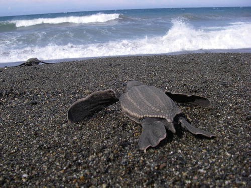 Sea Turtles Of The Gulf Of Mexico Springerlink