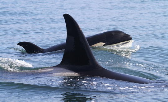 marine mammals of the