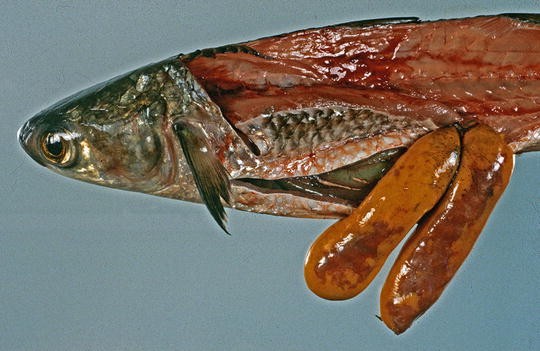 NEW Set of 2 Fish Pens Plastic 5.5/" Long