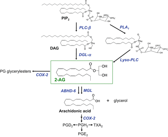 Cannabinoids And Endocannabinoids Springerlink