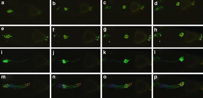 Live Imaging Of Border Cell Migration In Drosophila Springerlink
