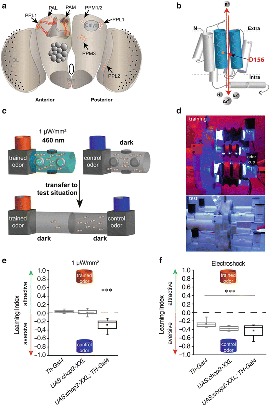 Optogenetics In Drosophila Neuroscience Springerlink