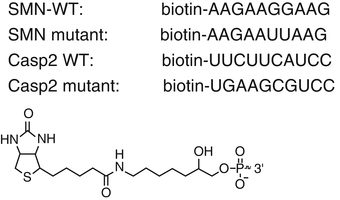 detecting rna protein interaction using end labeled biotinylated rna immunoblotting
