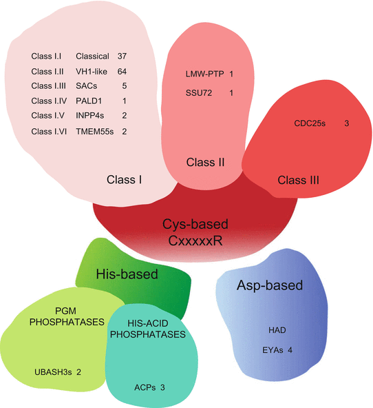 The Extended Family Of Protein Tyrosine Phosphatases Springerlink