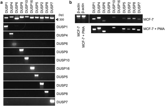 Global Rt Pcr And Rt Qpcr Analysis Of The Mrna Expression Of The Human Ptpome Springerlink