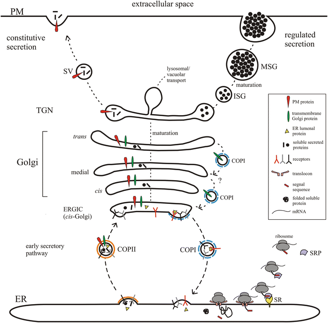 Er To Golgi Dependent Protein Secretion The Conventional Pathway Springerlink Er To Golgi Dependent Protein Secretion The Conventional Pathway Springerlink