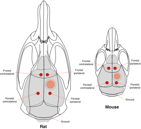 Animal Models of Posttraumatic Seizures and Epilepsy SpringerLink