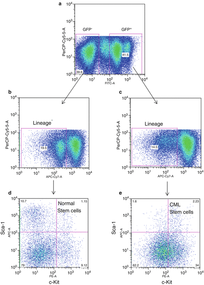 Cell Cycle Analysis of CML Stem Cells Using Hoechst 33342 and Propidium